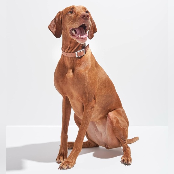 Wild One Collar in Cocoa, Size Small New w/Tag - Picture 7 of 7